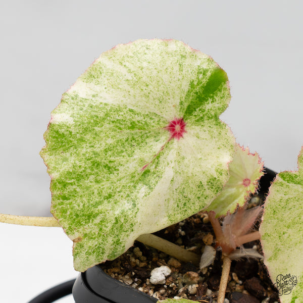 Begonia 'Rouge' variegated (wk51-M)