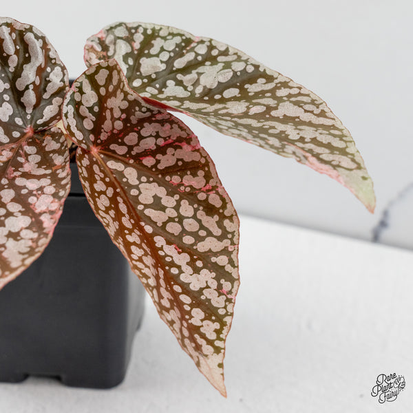 Begonia 'Snow Capped' Variegated (wk49-O)