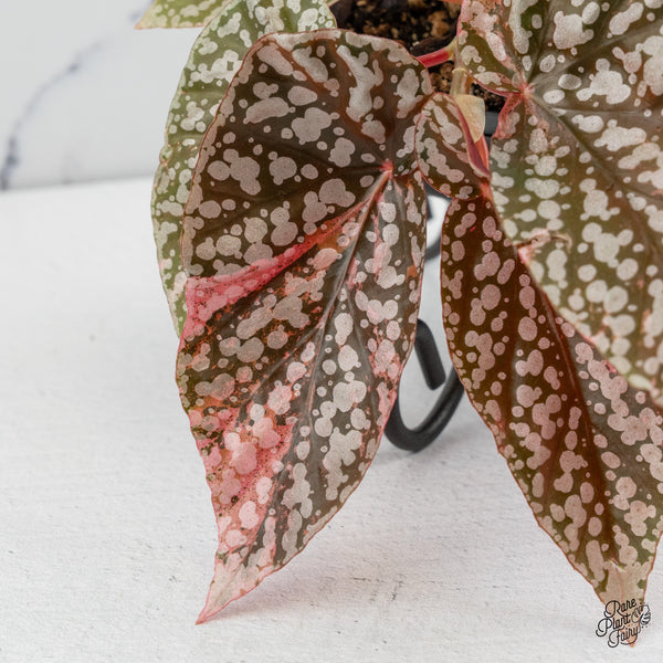 Begonia 'Snow Capped' Variegated (wk49-O)