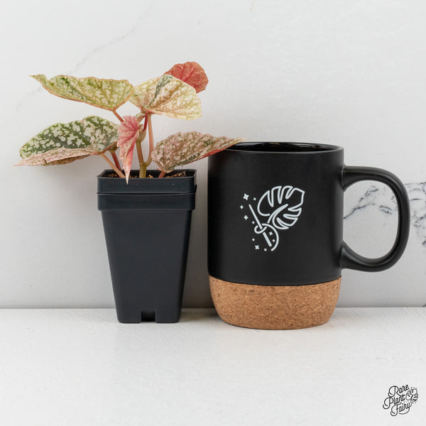 Begonia 'Snow Capped' Variegated (wk50-G)