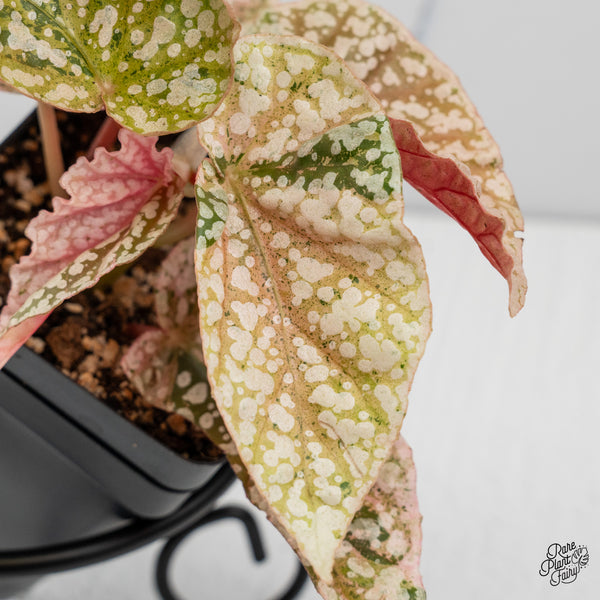 Begonia 'Snow Capped' Variegated (wk50-G)