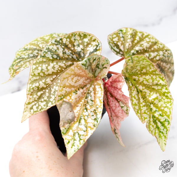 Begonia 'Snow Capped' Variegated (wk51-L)