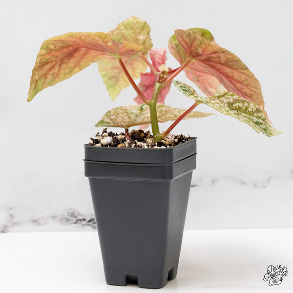 Begonia 'Snow Capped' Variegated (wk51-L)