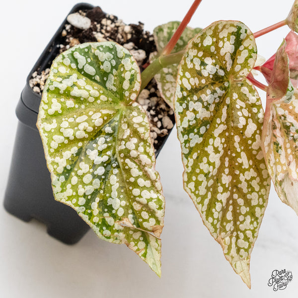 Begonia 'Snow Capped' Variegated (wk51-L)