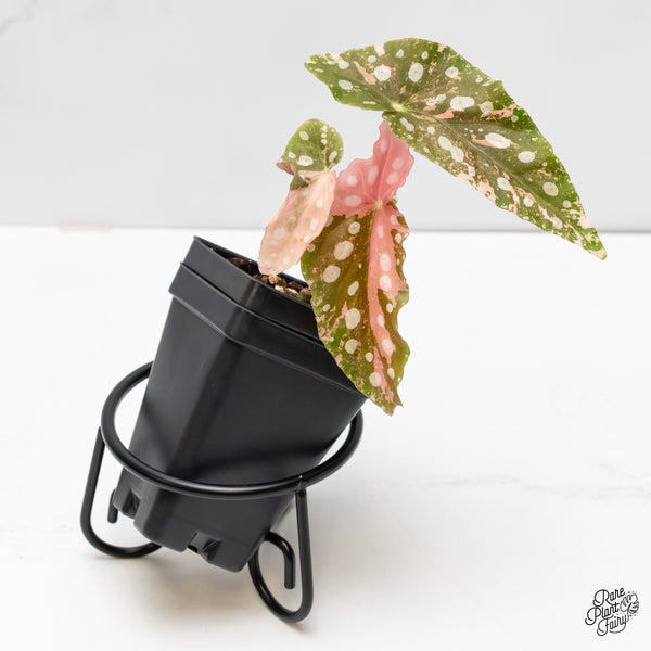 Begonia Maculata Pink Variegated (wk6-E)