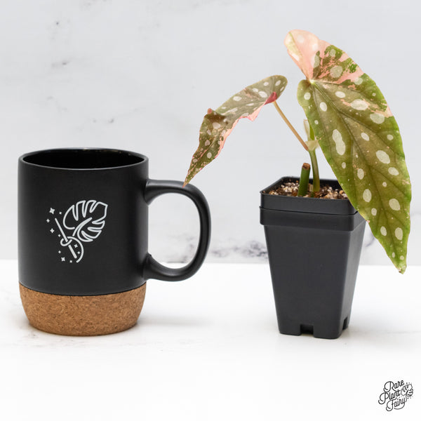 Begonia Maculata Pink Variegated (wk49-H)