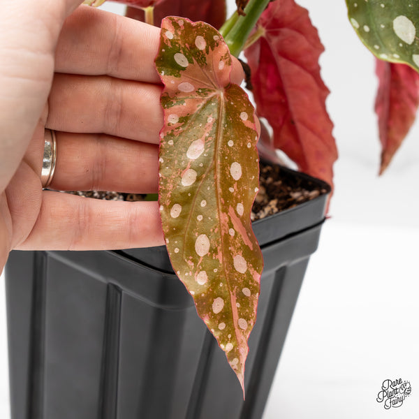 Begonia Maculata Pink Variegated (wk50-UD)