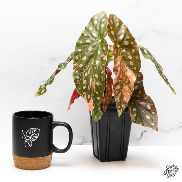 Begonia Maculata Pink Variegated (wk50-UD)