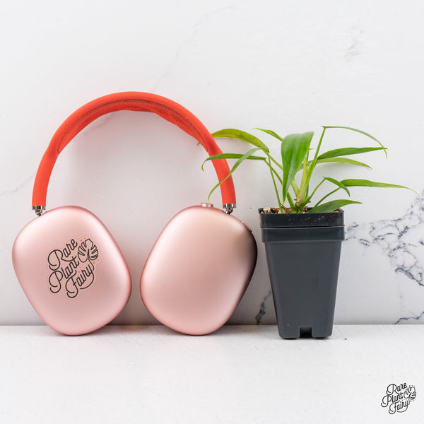 Philodendron 'Belle Isle' *Grower's choice*