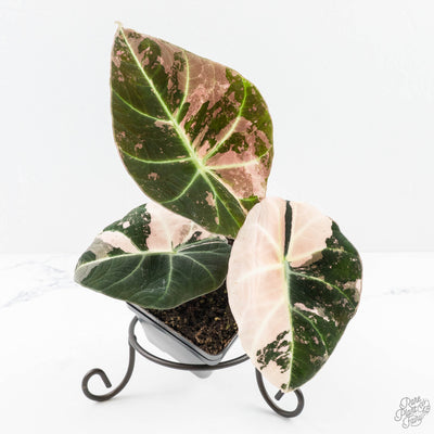 Alocasia 'Black Velvet' pink variegated *Grower's Choice*