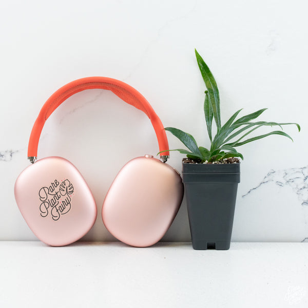 Microsorum thailandicum 'Blue Oil Fern' *Grower's choice*