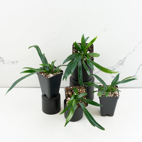 Microsorum thailandicum 'Blue Oil Fern' *Grower's choice*