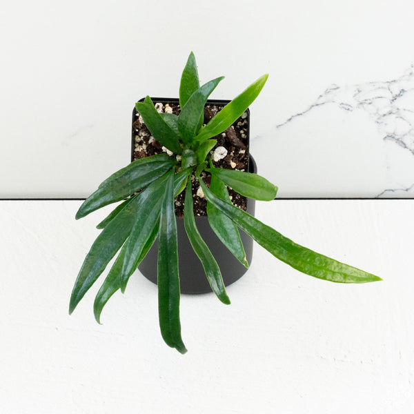 Microsorum thailandicum 'Blue Oil Fern' *Grower's choice*