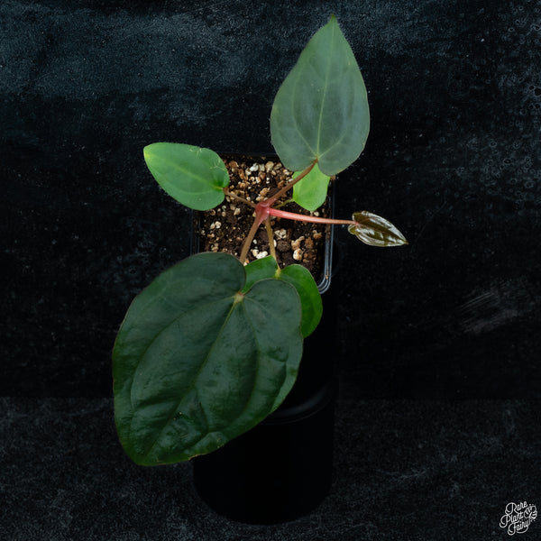Anthurium (carlablackiae x Ace of Spades) x antolakii (previously BVEP) *Grower's Choice*