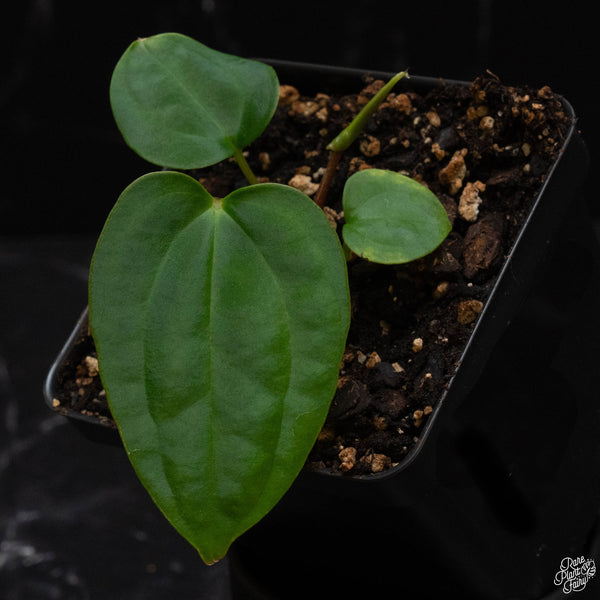 Anthurium (carlablackiae x Ace of Spades) x antolakii (previously BVEP) *Grower's Choice*