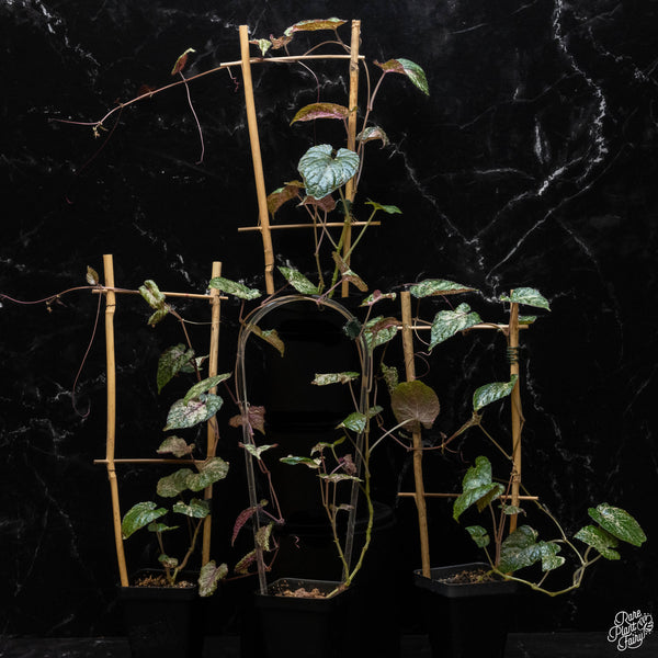 Cissus discolor variegated *Grower's Choice*