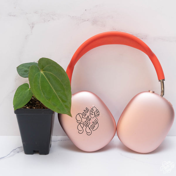 Anthurium carlablackiae x papillilaminum *Grower's Choice*