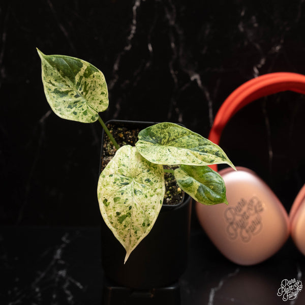 Alocasia 'Dragon Scale' mint variegated *Grower's Choice*