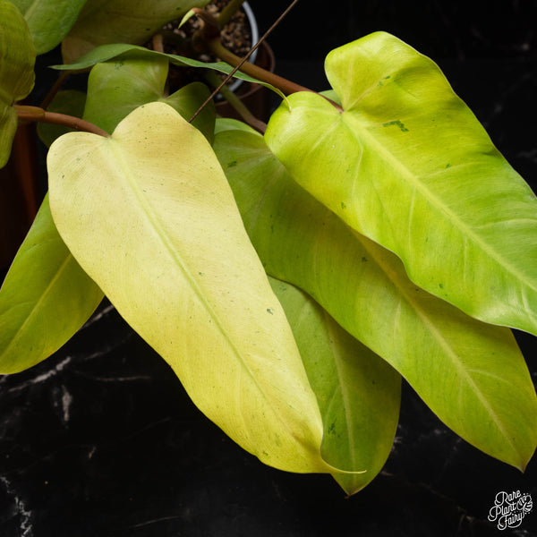 Philodendron 'Whipple Way' *Grower's choice*