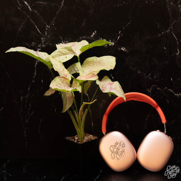 Syngonium 'Pink Spot' *Grower's Choice*