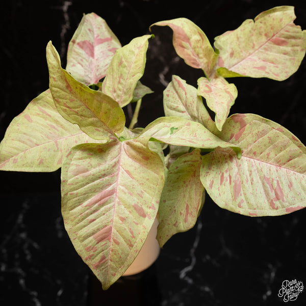 Syngonium 'Pink Spot' *Grower's Choice*