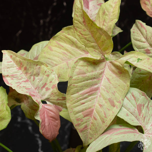 Syngonium 'Pink Spot' *Grower's Choice*