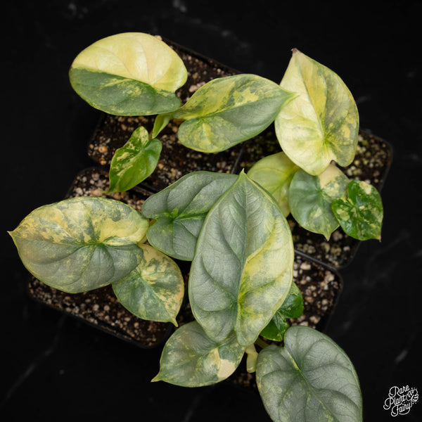 Alocasia 'Silver Dragon' aurea variegated *Grower's Choice*