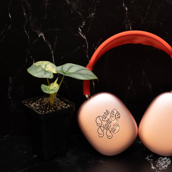 Alocasia 'Silver Dragon' aurea variegated *Grower's Choice*