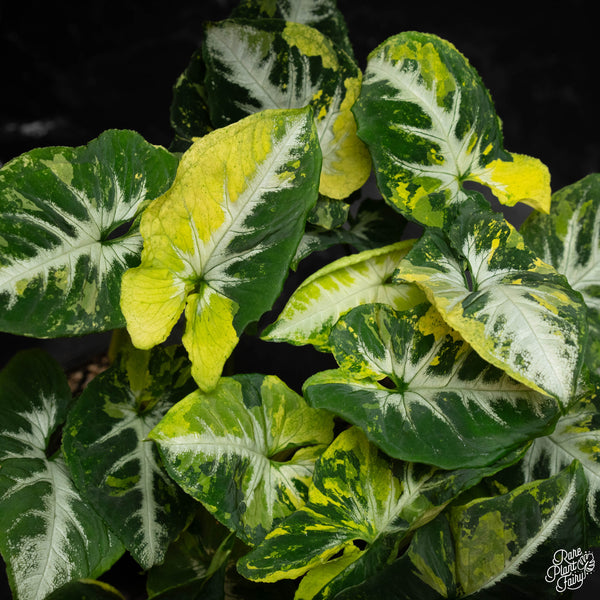 Syngonium 'Scrambled Eggs' *Grower's Choice*