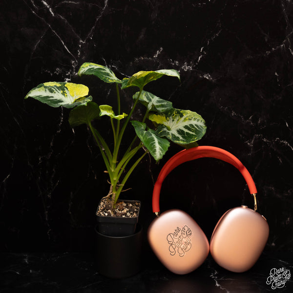 Syngonium 'Scrambled Eggs' *Grower's Choice*