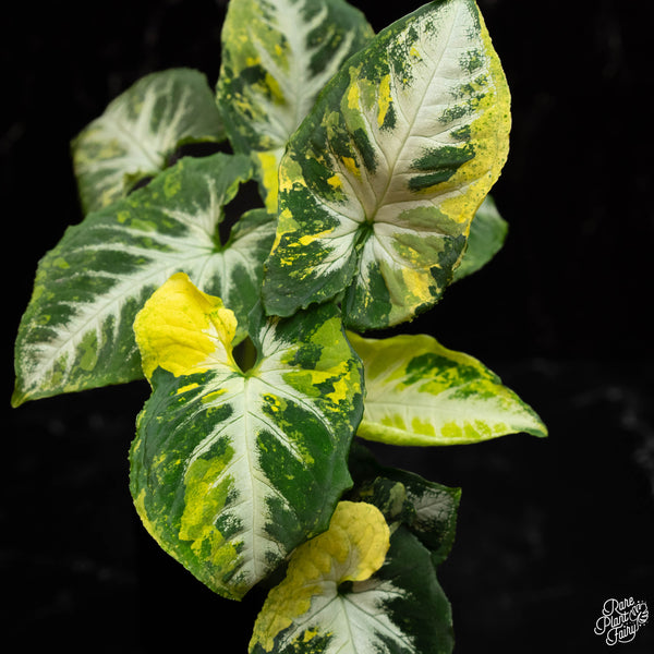 Syngonium 'Scrambled Eggs' *Grower's Choice*