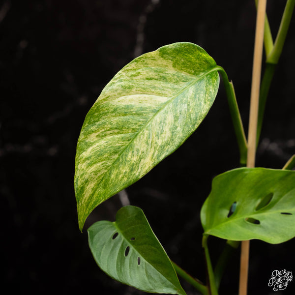 Monstera Laniana Mint/Albo Variegated *Grower's Choice*