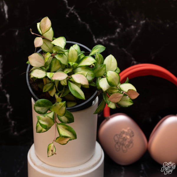 Hoya heuschkeliana inner variegated *Grower's Choice*