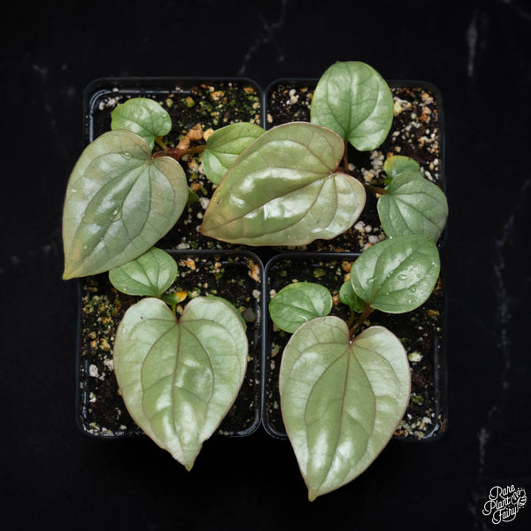 Anthurium luxurians 'Platinum' *Grower's Choice*