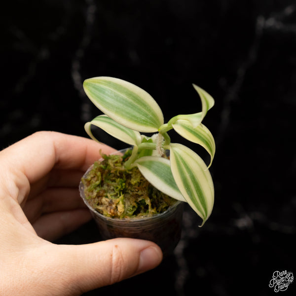 Planifolia "Vanilla Bean" variegated orchid *Grower's choice*
