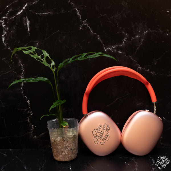 Monstera Obliqua 'Peru' *Grower's Choice*