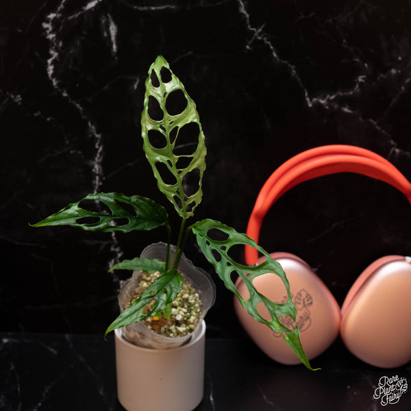 Monstera Obliqua 'Peru' *Grower's Choice*