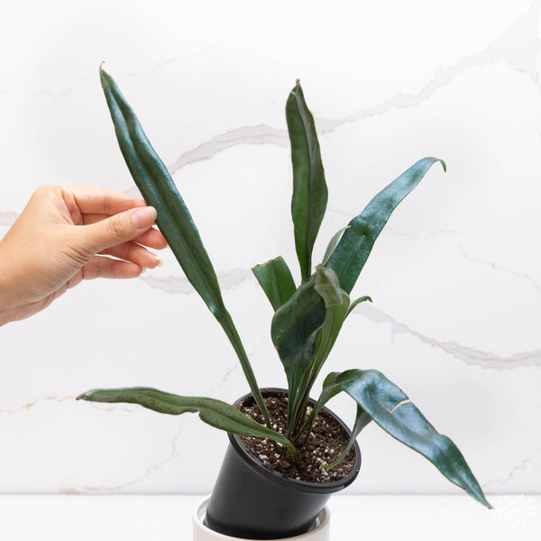 Microsorum thailandicum 'Blue Oil Fern' *Grower's choice*