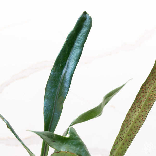 Microsorum thailandicum 'Blue Oil Fern' *Grower's choice*