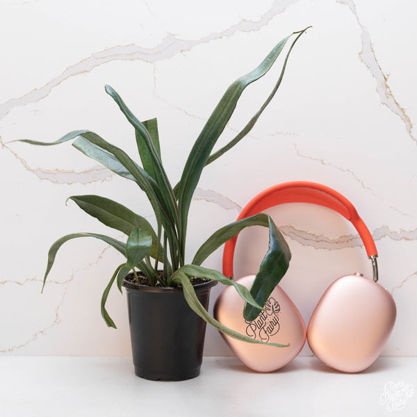 Microsorum thailandicum 'Blue Oil Fern' *Grower's choice*