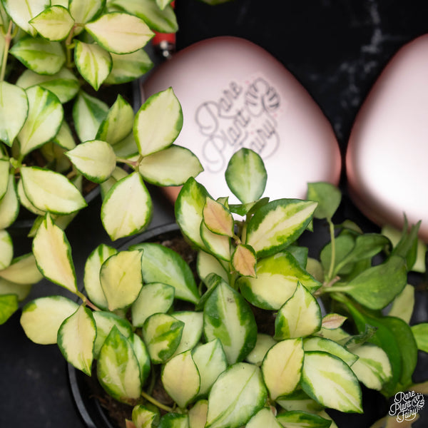 Hoya heuschkeliana inner variegated *Grower's Choice*