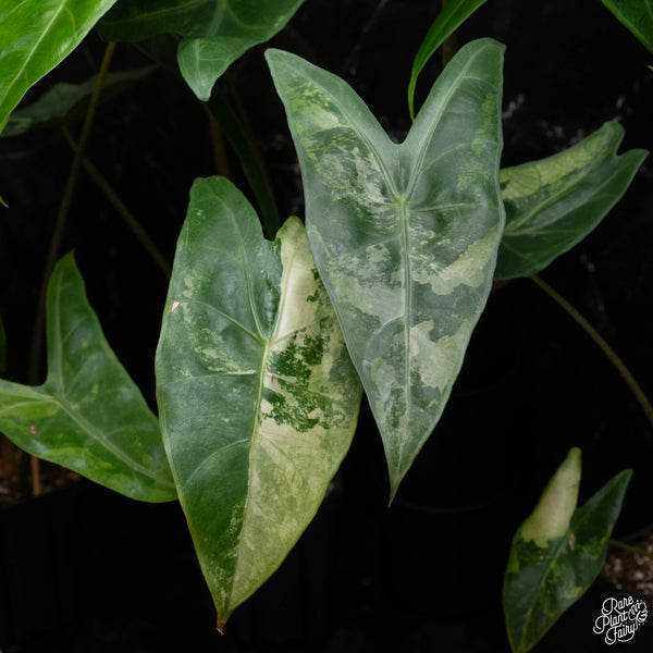 Alocasia longiloba variegated *Grower's choice*