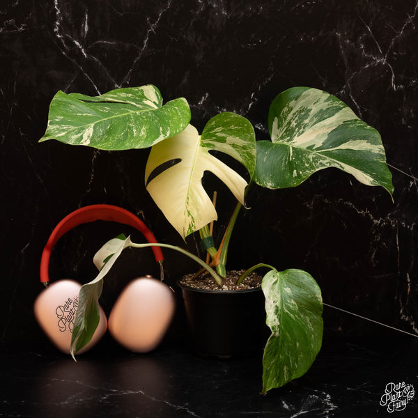 Monstera Deliciosa Albo Variegated (Small Form/Borsigiana) *Grower's Choice*