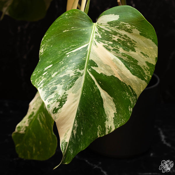 Monstera Deliciosa Albo Variegated (Small Form/Borsigiana) *Grower's Choice*