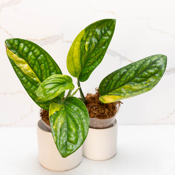 Monstera sp. 'Peru' Variegated *Grower's Choice*