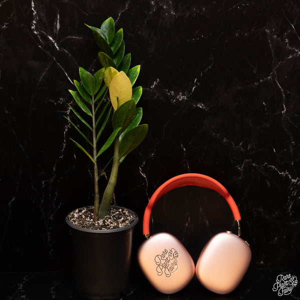 Zamioculcas zamifolia zz aurea variegated *Growers choice*