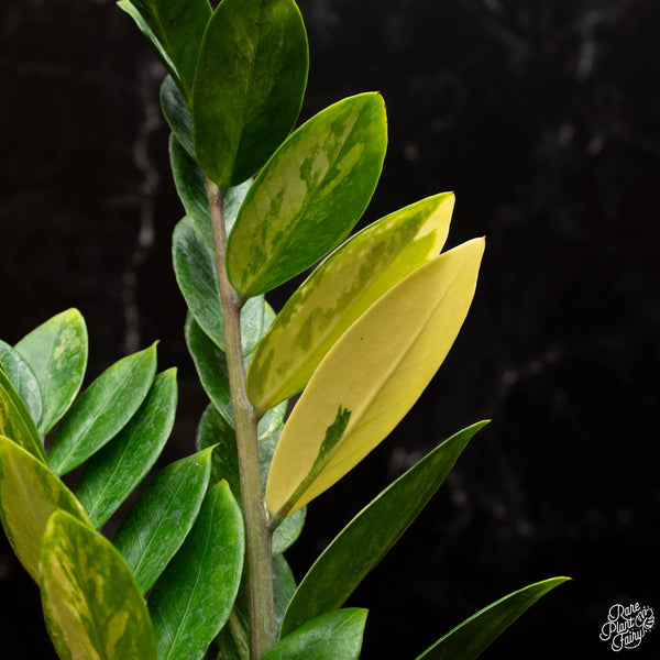 Zamioculcas zamifolia zz aurea variegated *Growers choice*