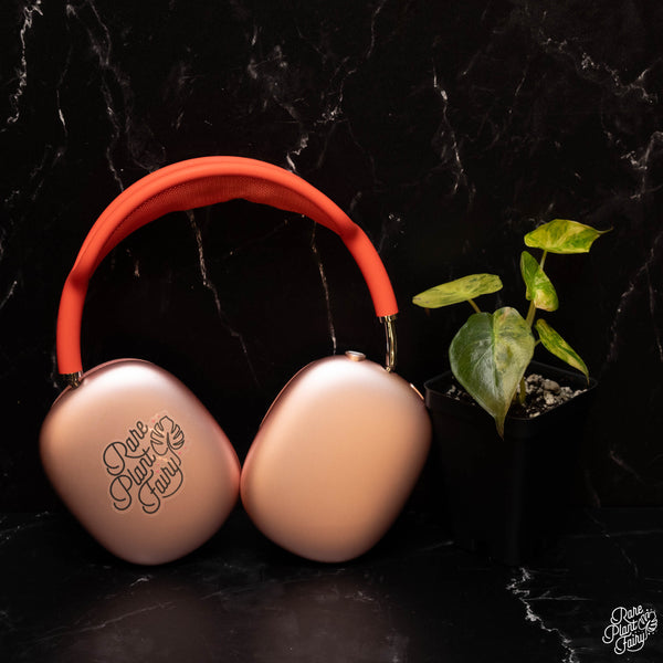 Alocasia 'Uhinkii' variegated (previously Alocasia wentii) *Grower's choice*