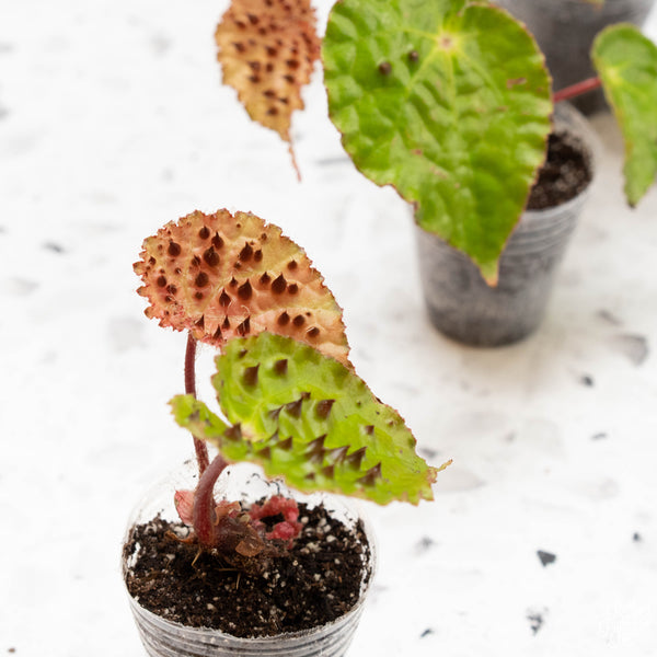 Begonia ferox *Grower's choice*