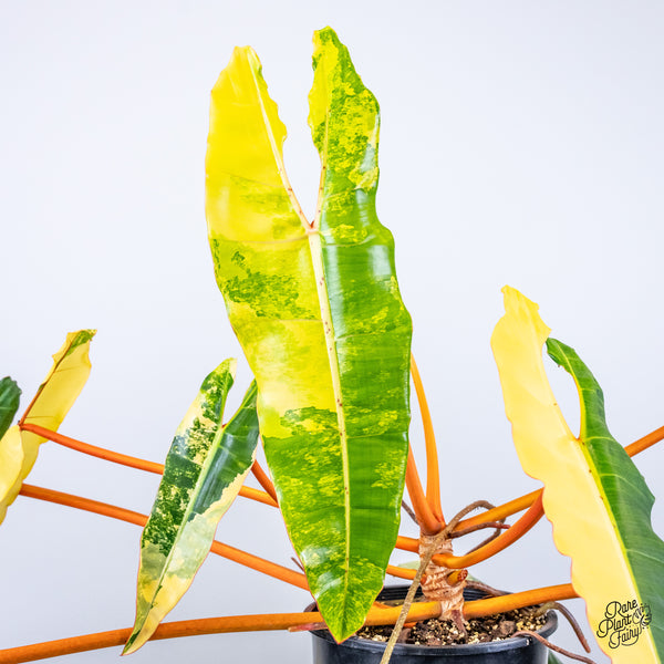 Philodendron 'Billietiae' Variegated (wk45-A) *XXL*